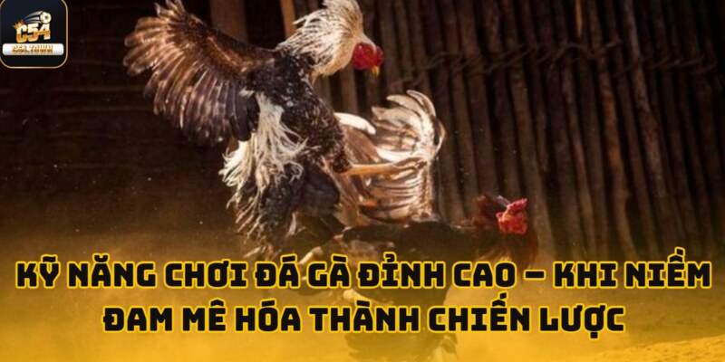 Hưng Chọi Gà đọc thế đòn cực chuẩn, thắng đậm 320 triệu tại sảnh Đá Gà C54 3 Bản lĩnh sới gà – khi đam mê kết hợp cùng đầu óc tính toán.